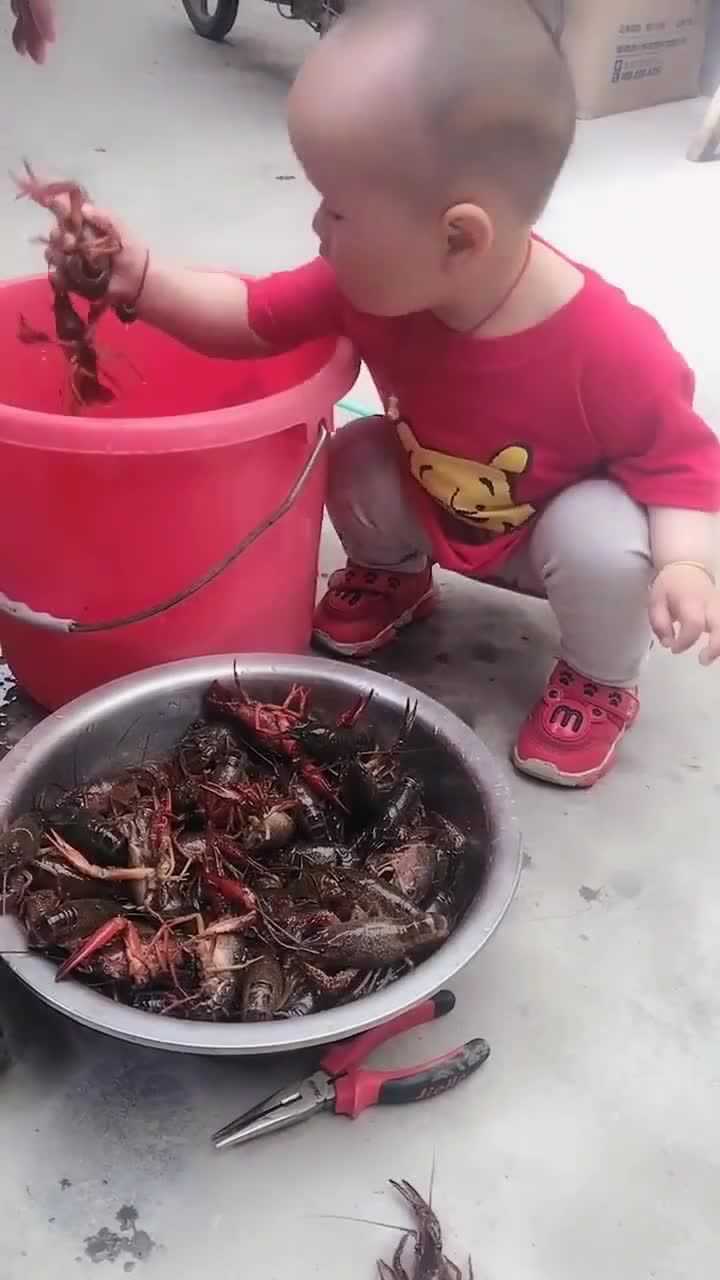 小朋友胆子太大了徒手抓小龙虾一次也没被夹到