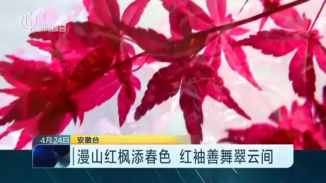 漫山红枫添春色 红袖善舞翠云间