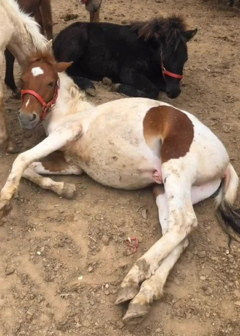 这只漂亮的马已经怀孕了而且很快就要生了