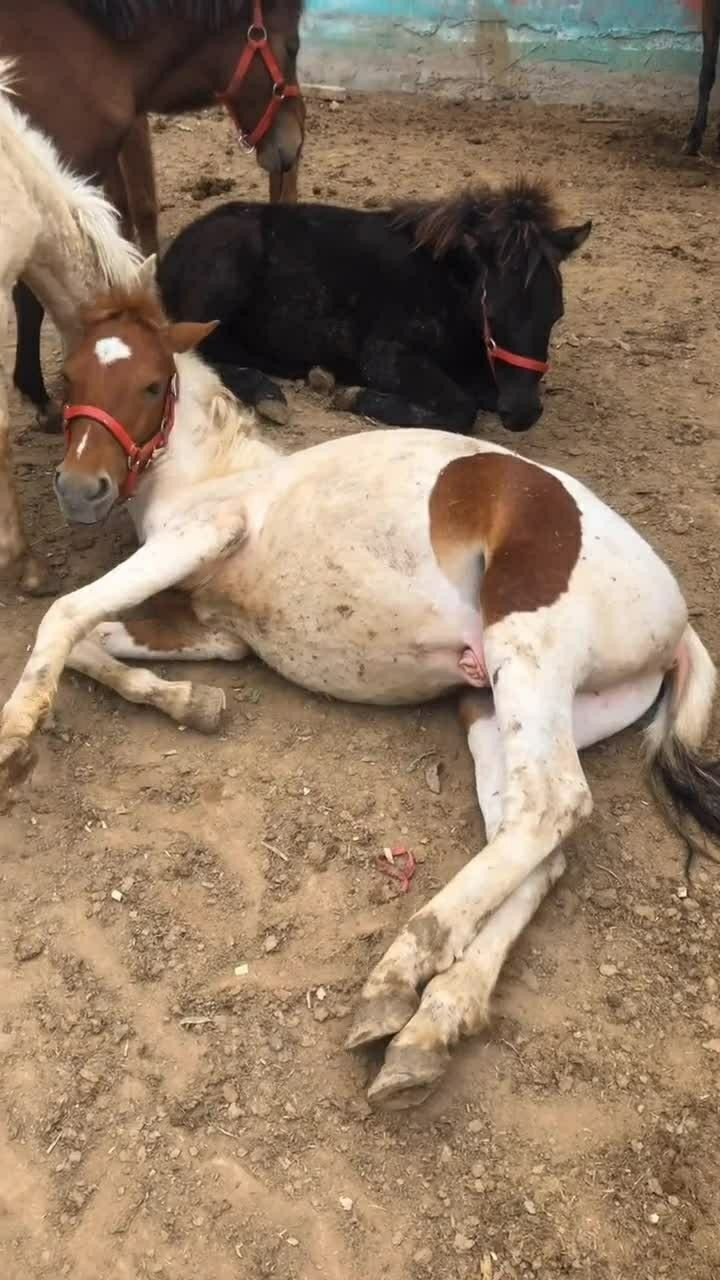 这只漂亮的马已经怀孕了而且很快就要生了