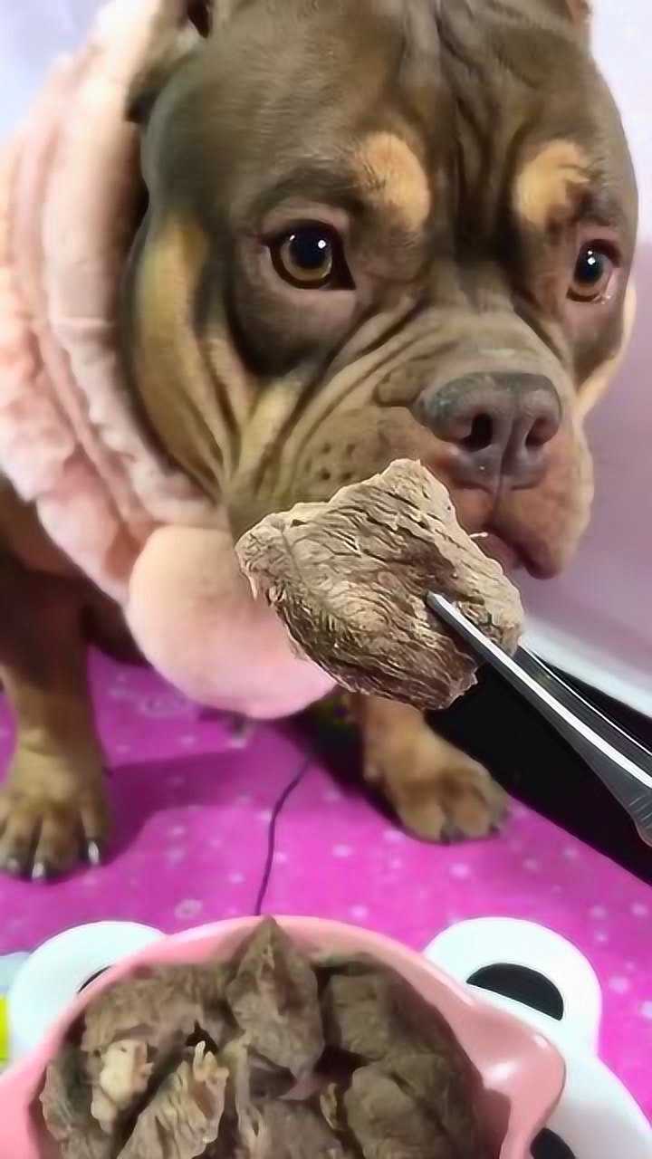 宠物吃播:狗狗吃东西就是快,一口就吞下去了,味道都没尝出来!