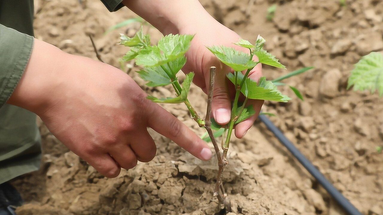 一年的葡萄小苗该怎么抹芽?小阳实地操作教大家
