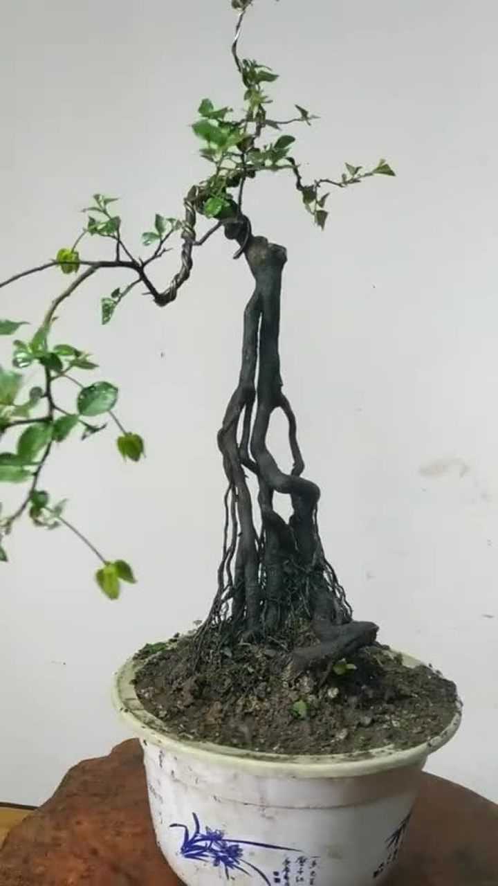 金弹子盆景原生母树花开正旺