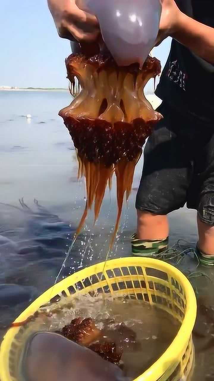 赶海捞到好东西,这么大的大海蜇,这下收获可不少