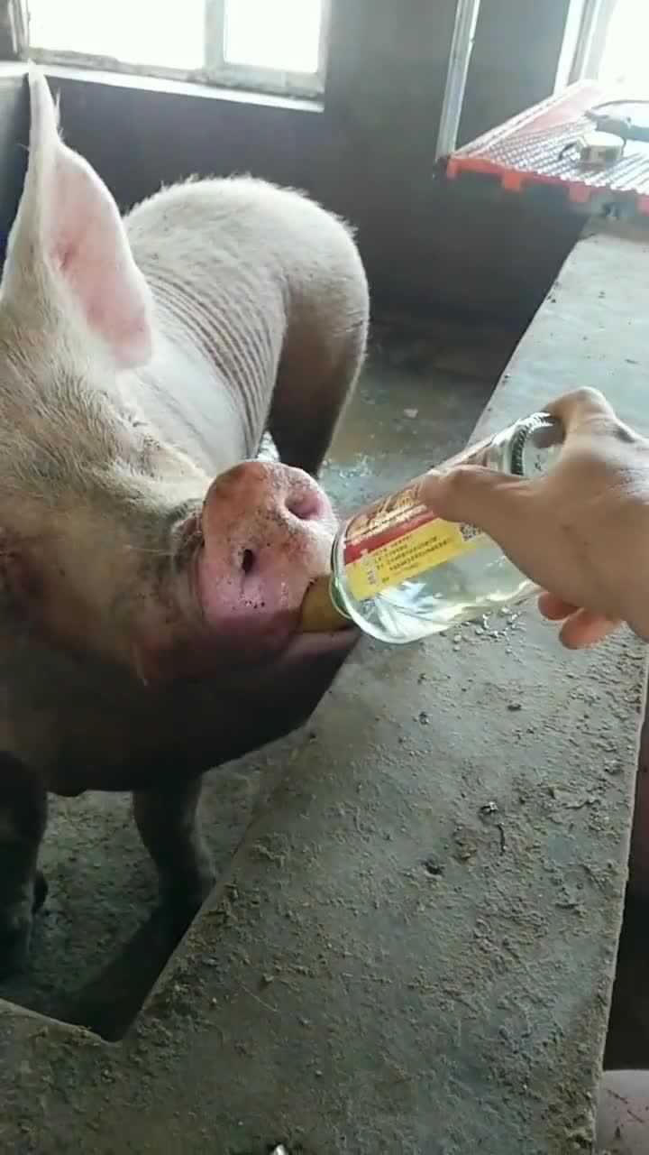 这猪厉害呀,还会喝酒,关键喝不醉_腾讯视频