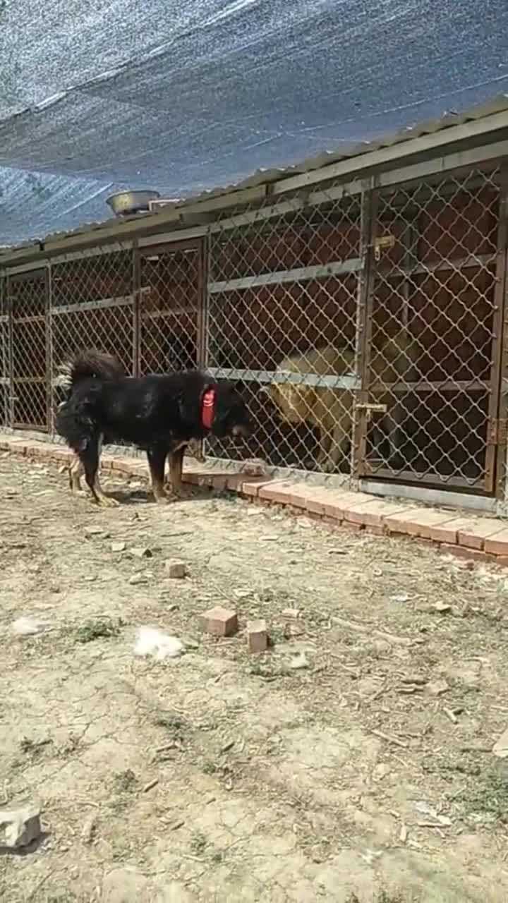 有深仇大恨的两只藏獒隔着笼子就这么对峙是化干戈为玉帛了么