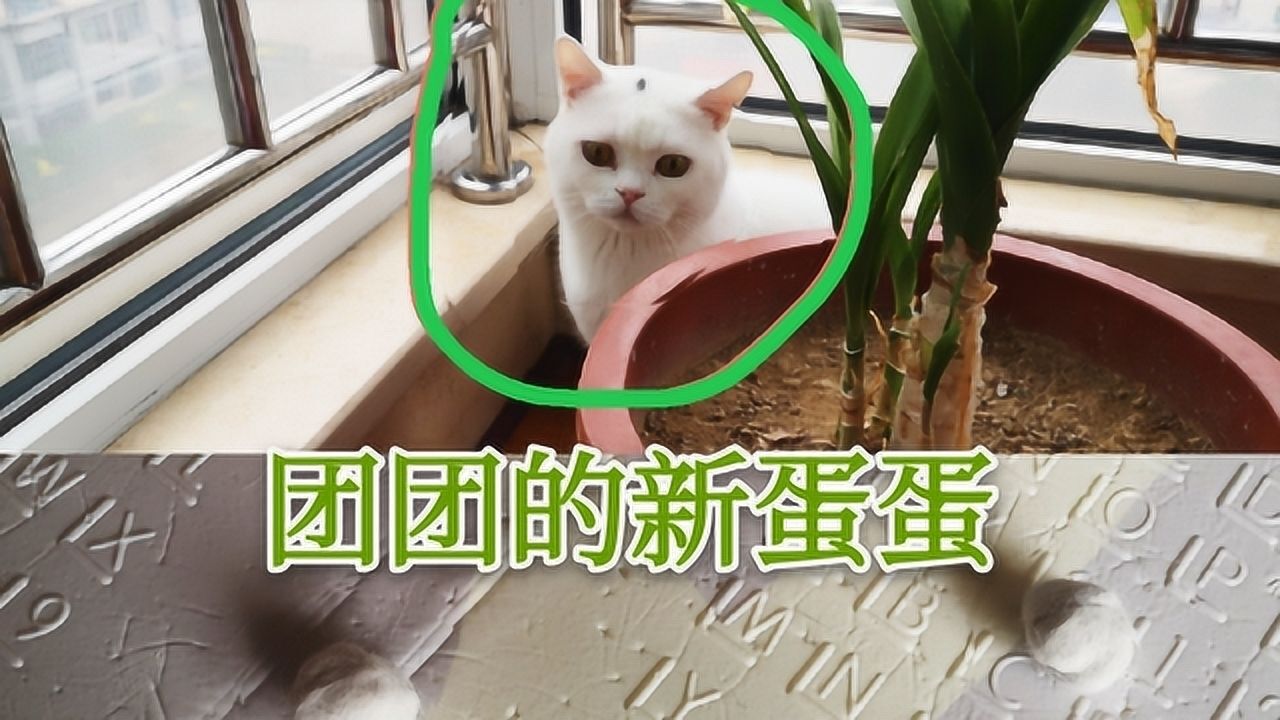 铲屎官做了两个蛋蛋公猫看到后气的站在了窗边上