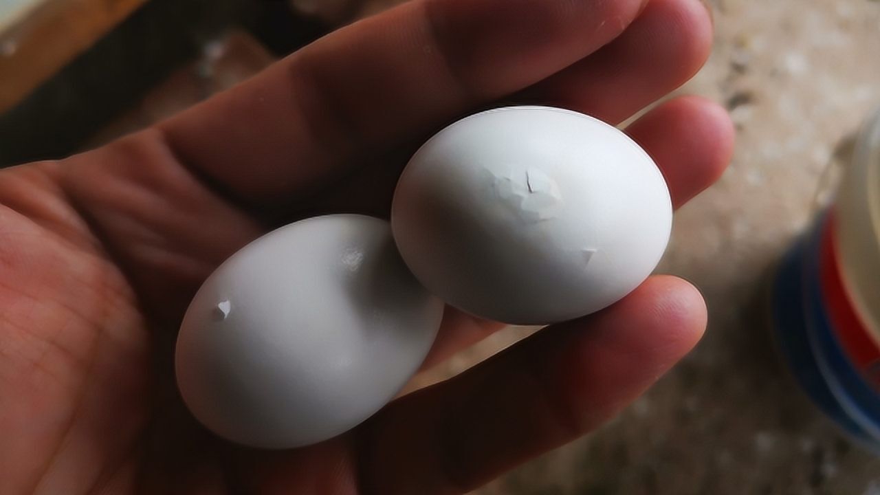 新生鸽子蛋 为什么有时候无缘无故孵不出小鸽子 柚子告诉你为什么