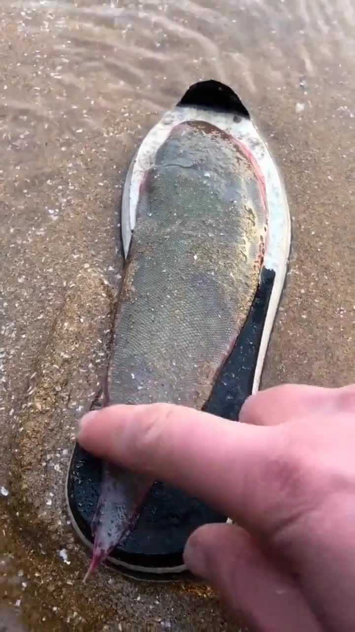 难得一见的"鞋垫鱼"老渔民也没见过几次