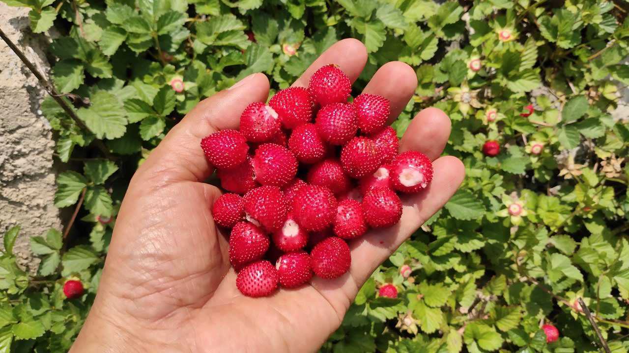 农村地边的这种野生红草莓凉凉的很好吃在考虑要不要人工种植