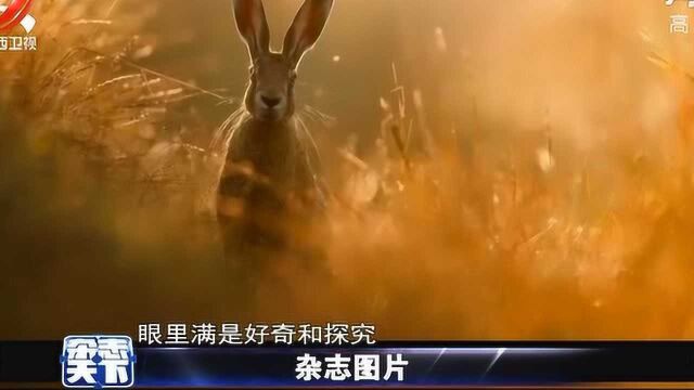 2020年度最佳自然摄影奖出炉 野兔照片夺冠