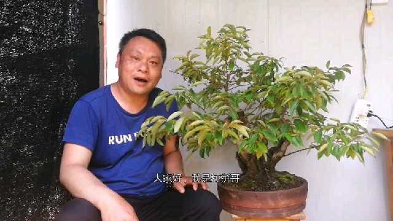 山采君迁子盆栽两年半今天做造型