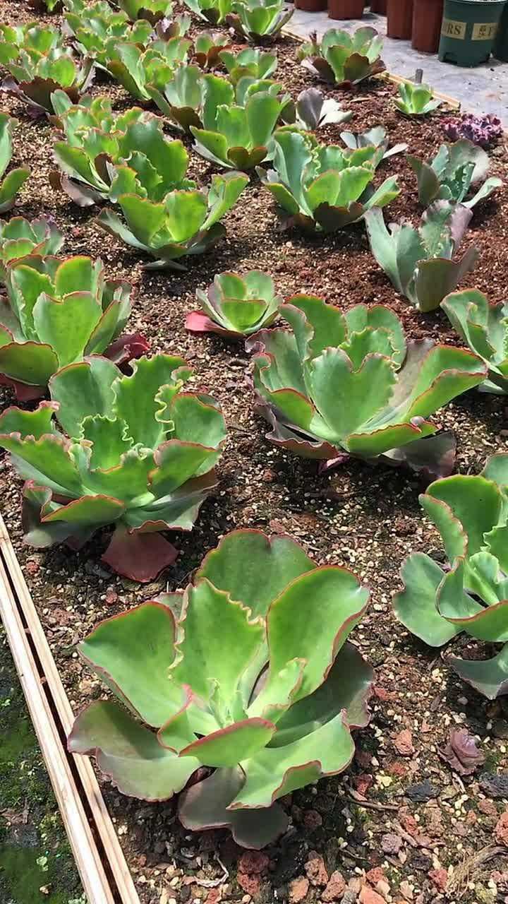 地栽的多肉,形状非常像包菜,它的名字叫做婚纱
