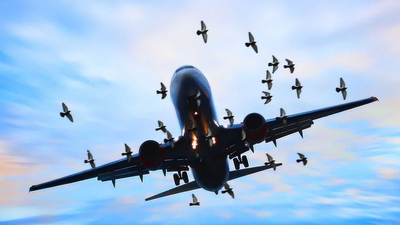 到底是鸟撞飞机还是飞机撞鸟