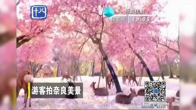 游客拍奈良美景,梦幻小鹿萌化你的心