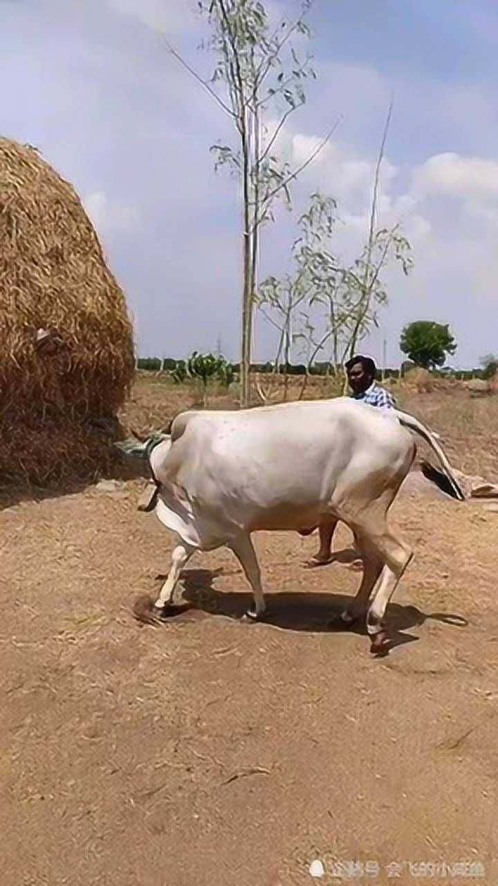 大叔带牛去吃草,牛不去吃,还拖着大叔走到牛棚