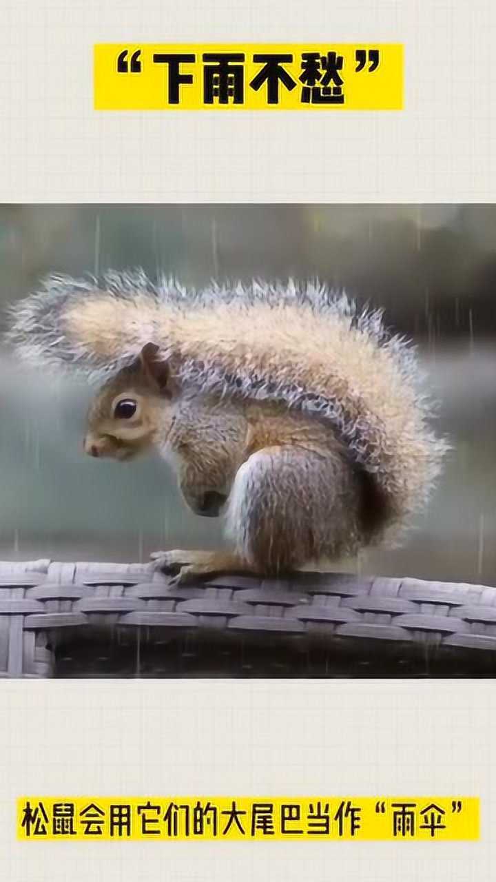 松鼠的尾巴下雨时能充当雨伞真是又能卖萌又实用啊