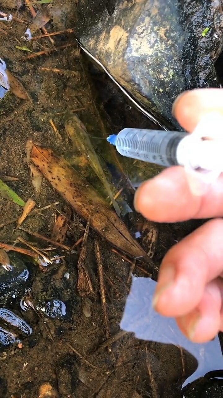 注射器抓鱼,一针见效,就没有遇到抓不住的鱼