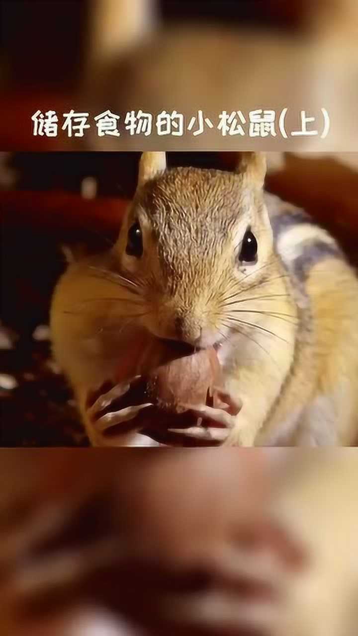近距离观看小松鼠吃栗子,你有没有被萌到呢?