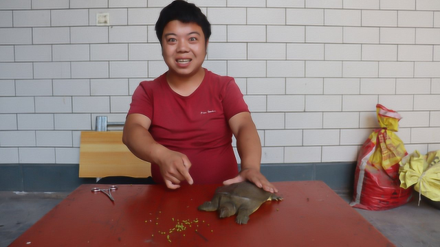 小虎让王八看绿豆,谁知王八竟看对眼不动了,可真逗