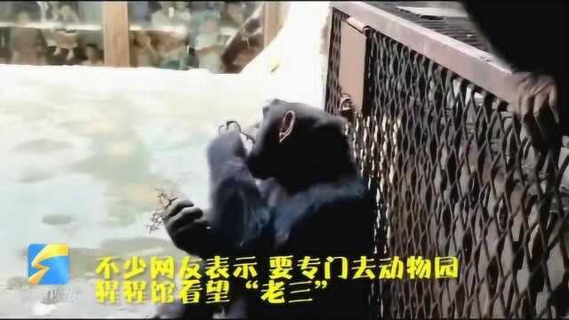 济南动物园猩猩饲养员和他养的“老三”火了!百万点赞为动物园吸引了不少客流