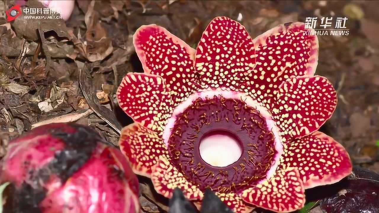 惊艳！寄生花重现云南西双版纳_高清1080P在线观看平台_腾讯视频