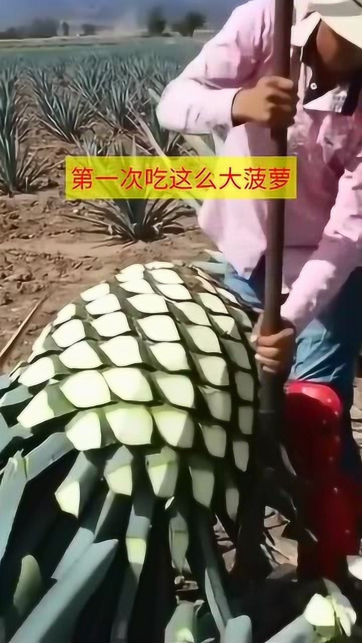 史上最大菠萝光削皮都要半天不知味道怎么样