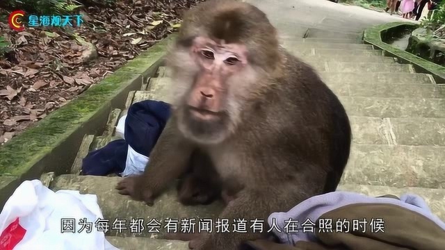 峨眉山猴子最怕的东西,只要拿出必杀技,猴子看到立马躲一边!