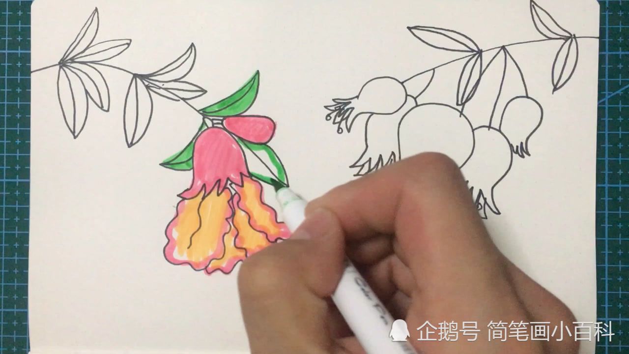 石榴花简笔画 彩色图片