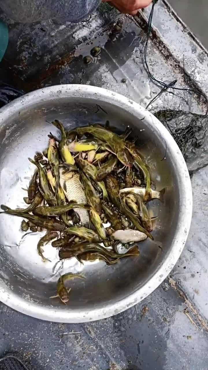 这种地笼是专门抓黄骨丁的,也就是黄颡鱼,炖汤特别香