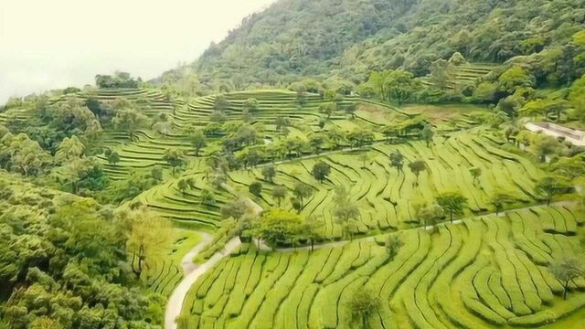 走进广东最美茶园,采茶村民喜笑颜开:收入翻了两倍!