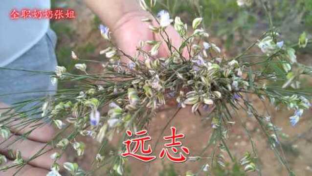 介绍一种植物,它开淡紫色的小花,你认识吗?