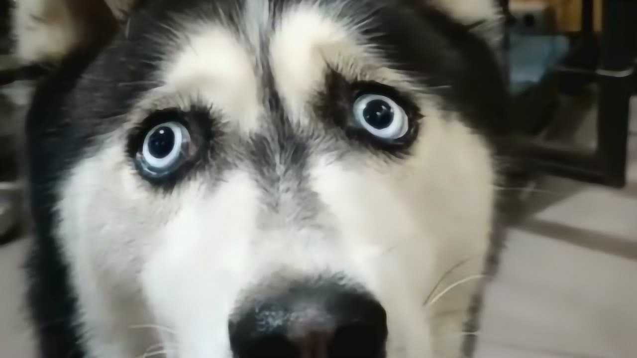 都说二哈是只傻狗但是我从它的眼神中看到了智慧而且还特别的可爱