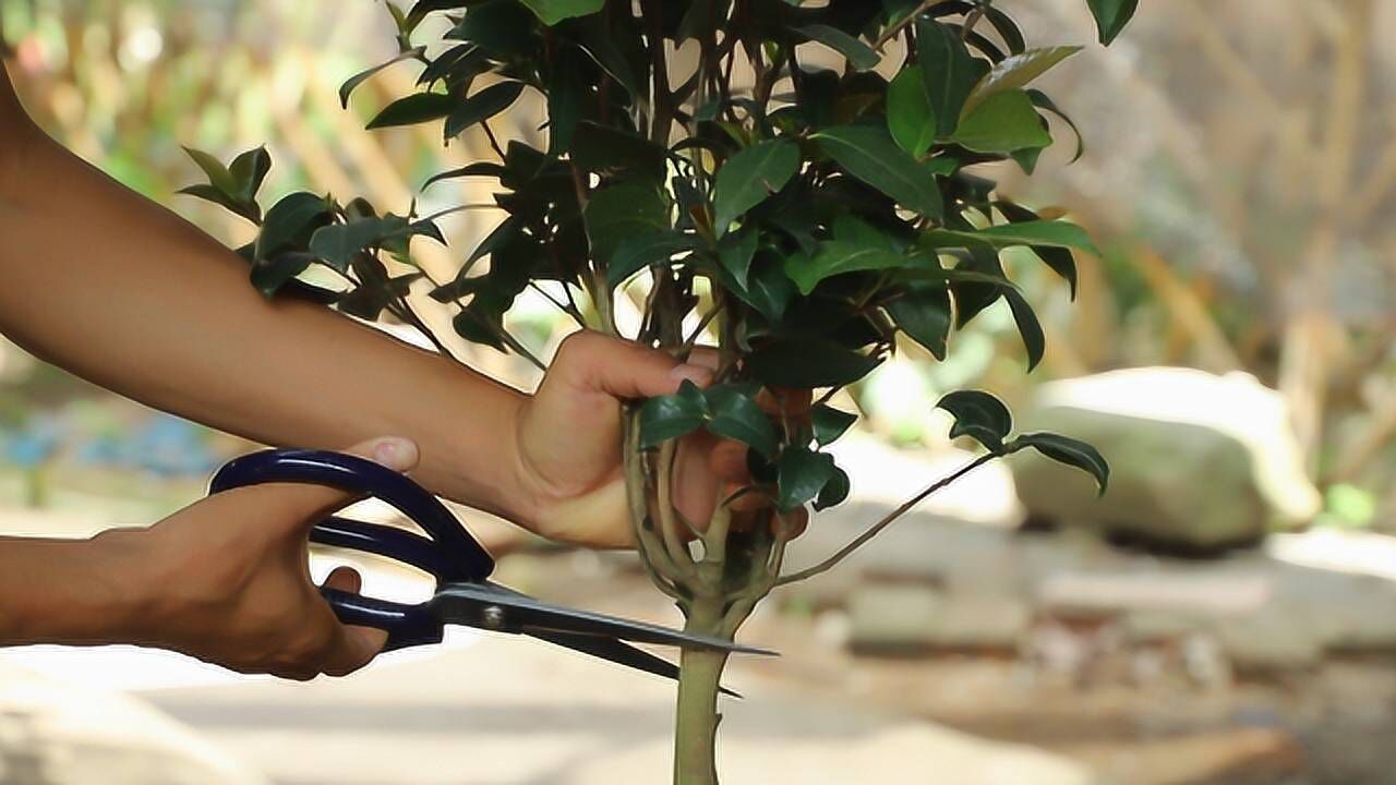 大枝条茶花扦插用这种方法生根快多了