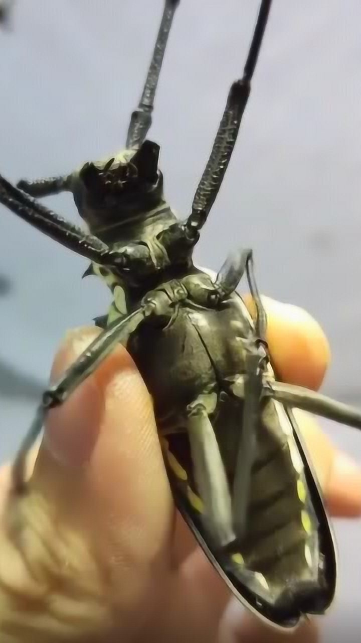 这才是云斑大白条天牛,仔细听叫声,相信你内心有一杆秤