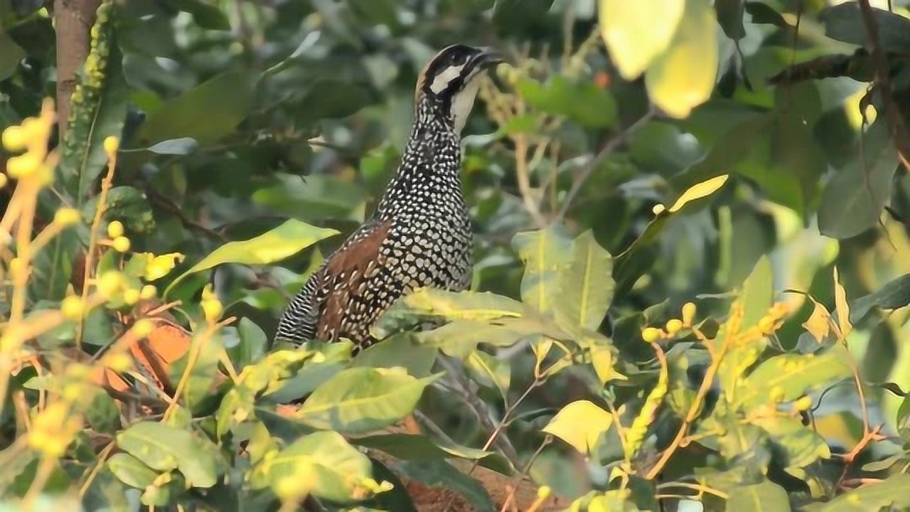 中华鹧鸪,羽毛色彩艳丽,雄鸟还有着美妙的歌喉