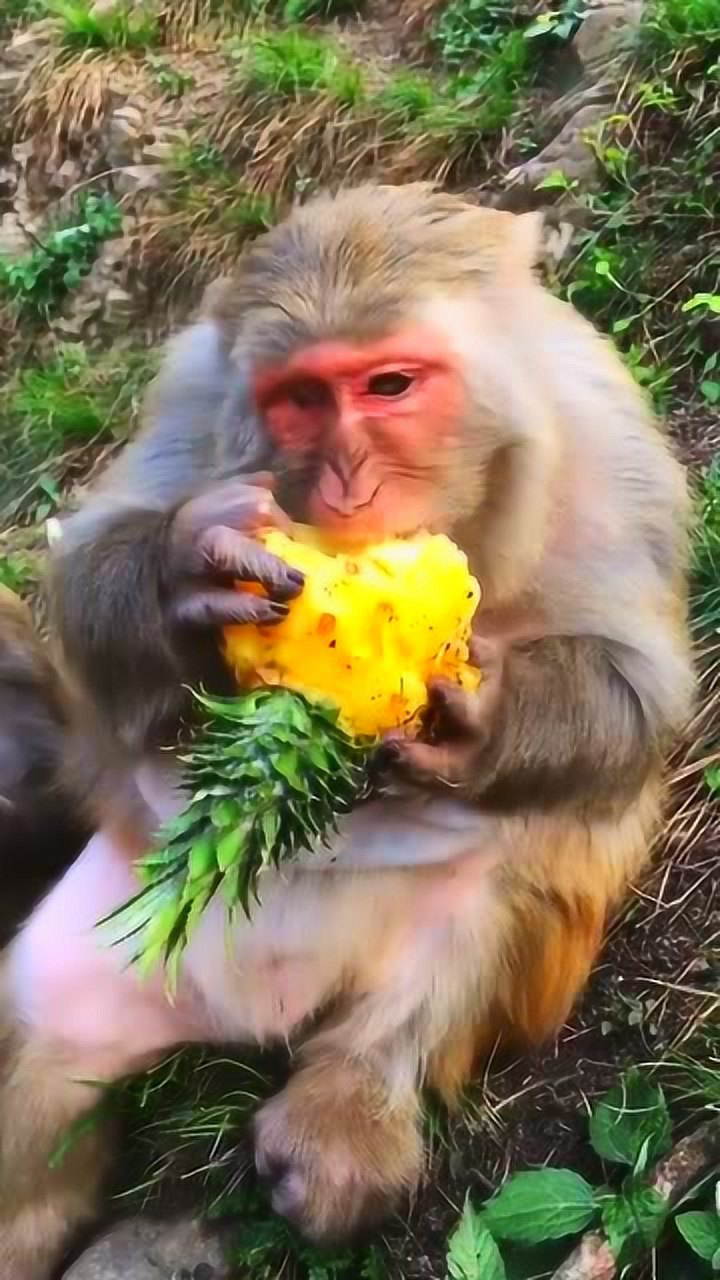 猴子还喜欢吃菠萝呀,生活挺好!