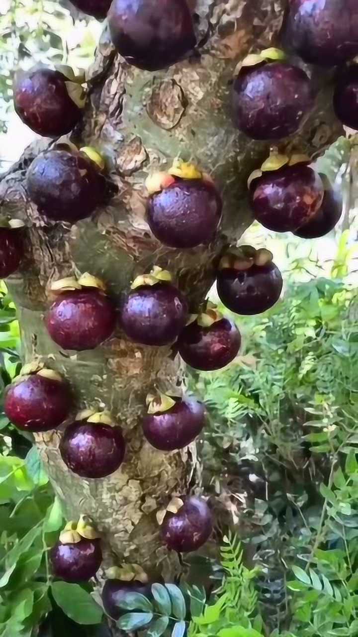 原来山竹是这样长出来的,眼前这一幕,真是长见识了!