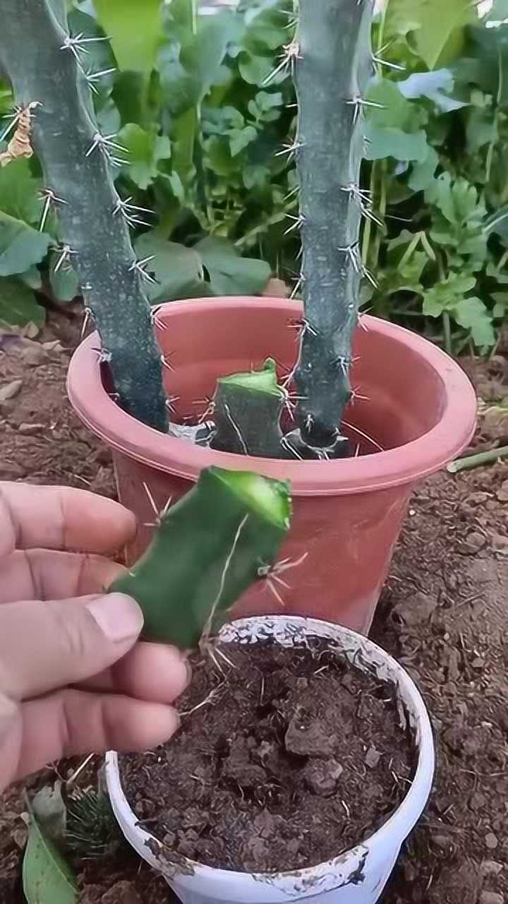 世界上最小的火龙果居然在仙人掌上培养的扦插技巧太牛了