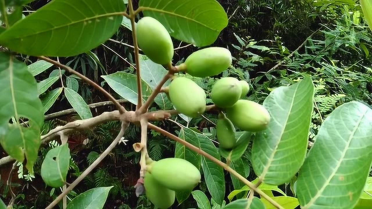 野生橄榄果,果实长的特别多,又是一种野货 也是纯天然