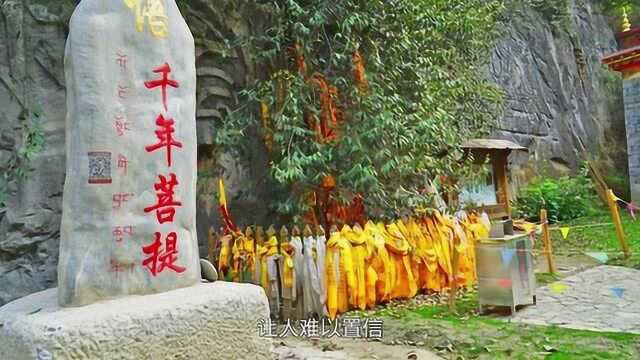 云南有棵3000年菩提树,长出一只“佛手”,游客:让人难以置信!