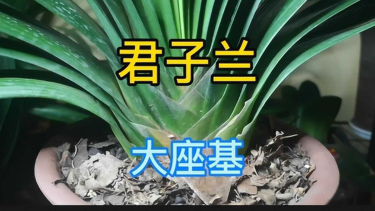 你羡慕君子兰大座基吗,你记住这3点,也能养出漂亮的大座基