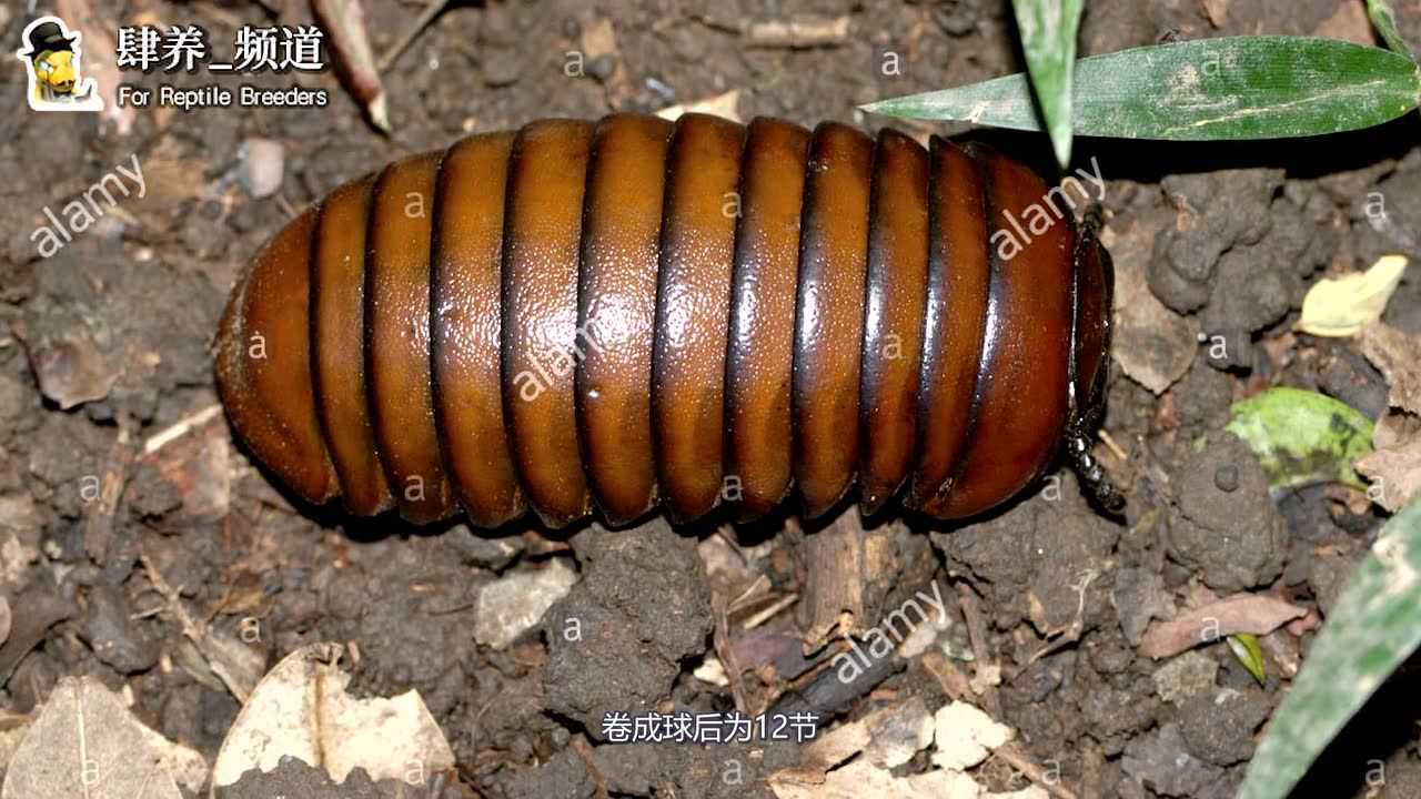 能卷成球的虫子你见过吗?