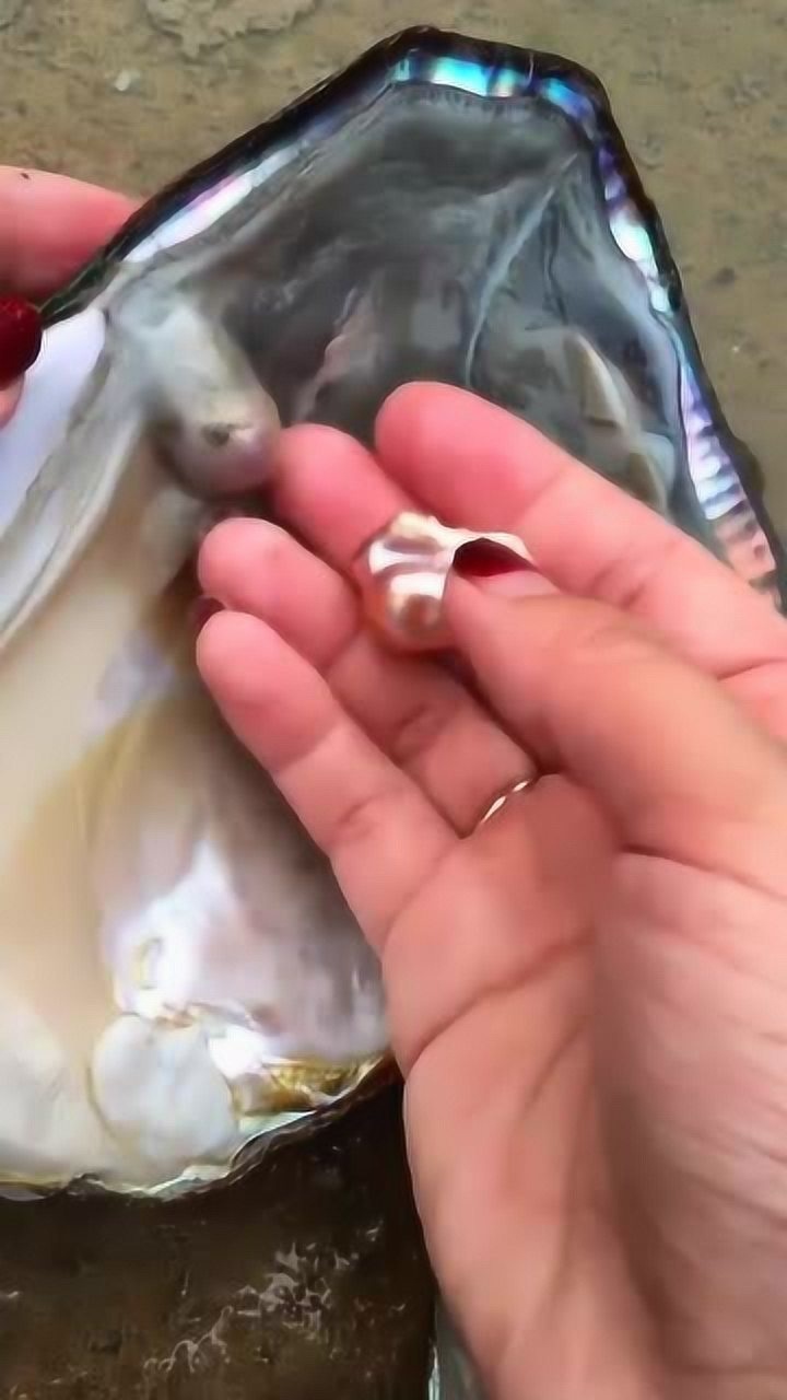 养了七年的珍珠蚌,打开居然肉都黑了,珍珠却是极品!