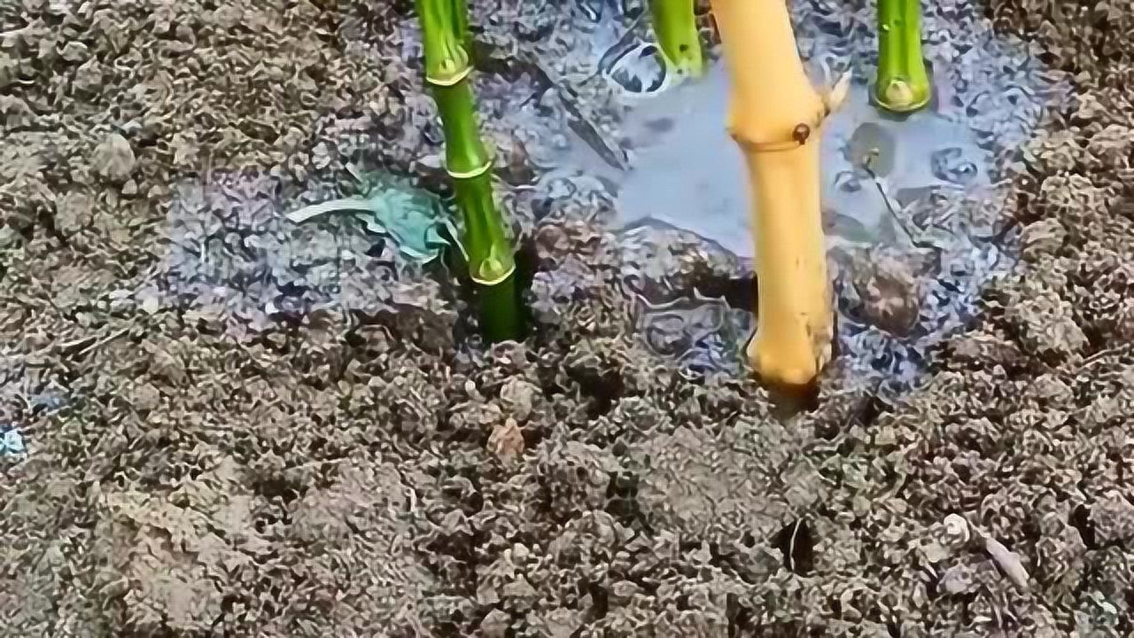 竹子扦插生根技术,成活率非常高,而且插在地里不用管也能成活!_高清1080P在线观看平台_腾讯视频