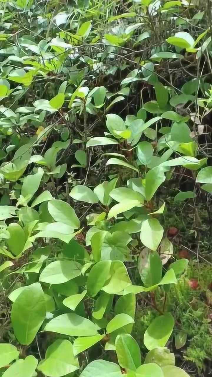 捡到那么多的野生地瓜小时候最喜欢吃的东西