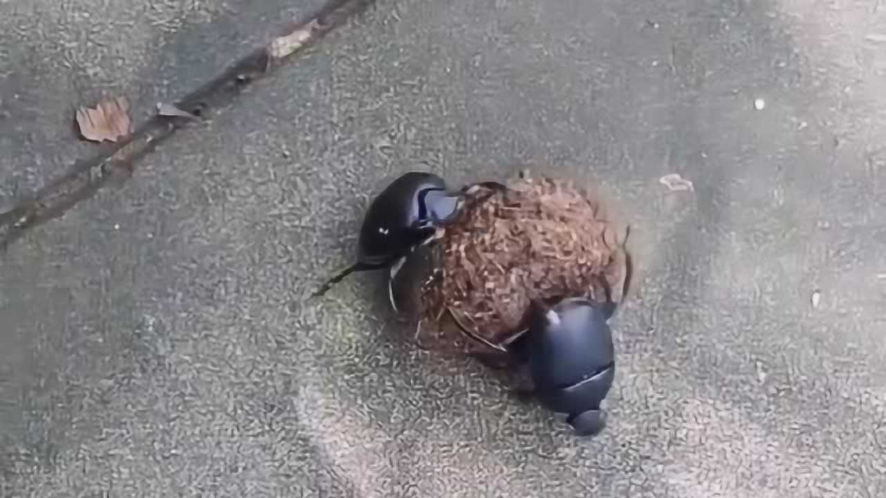 想不到有一天我居然在抖音上看屎壳郎推粪球看得那么入迷