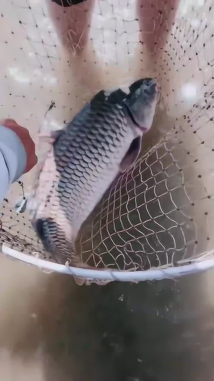 男子在河里钓到野生大鲤鱼幸好带了抄网才轻松抓了上来