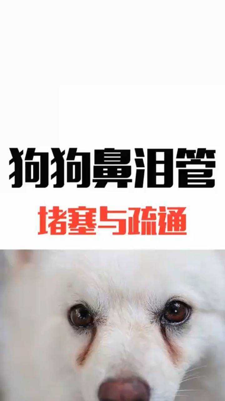 狗狗鼻泪管堵塞与疏通你看懂了吗