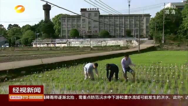 食以粮为本!33年打造丰而优“湘米”品牌